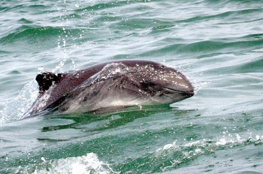 Phocoena phocoena
