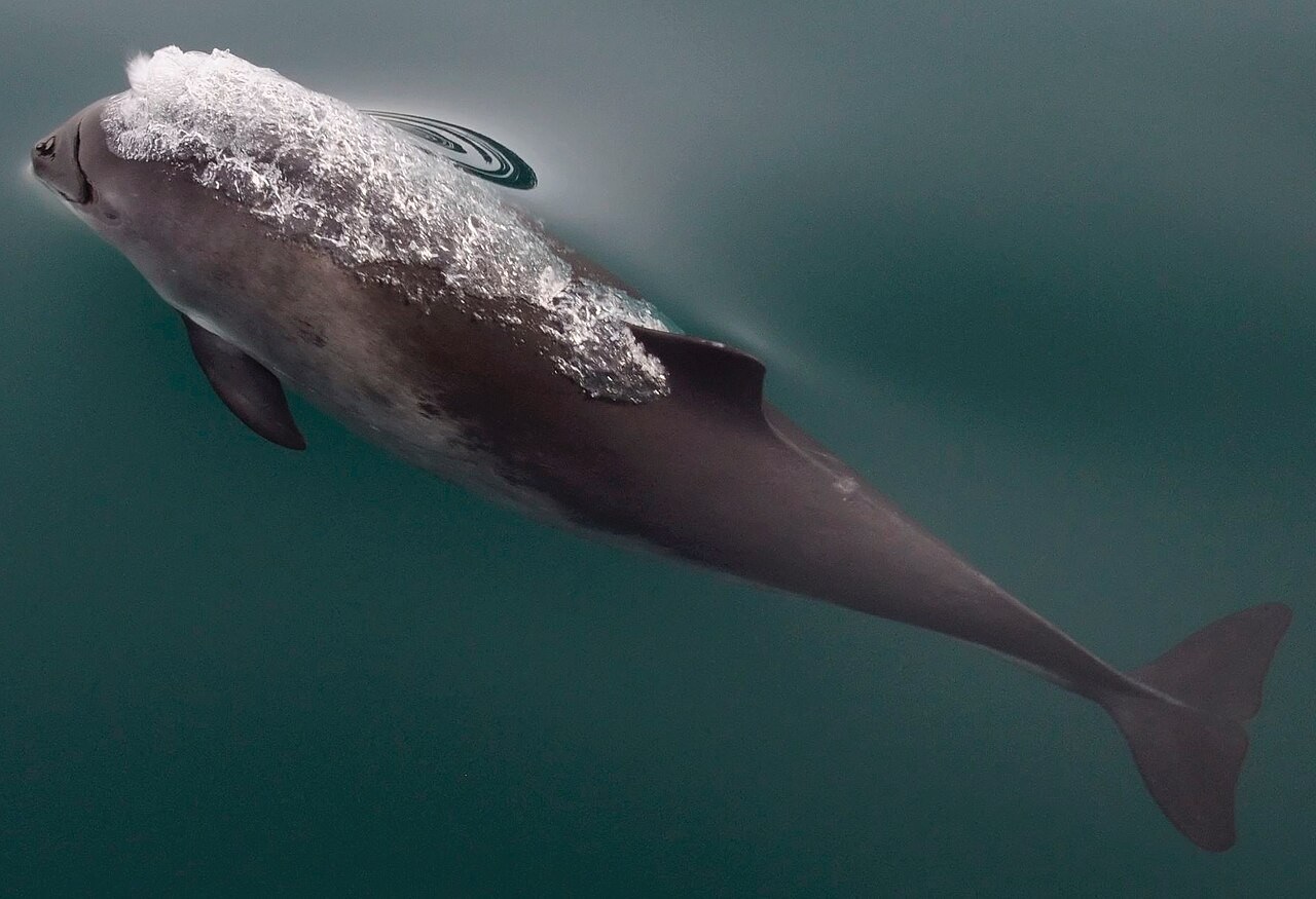 Phocoena phocoena