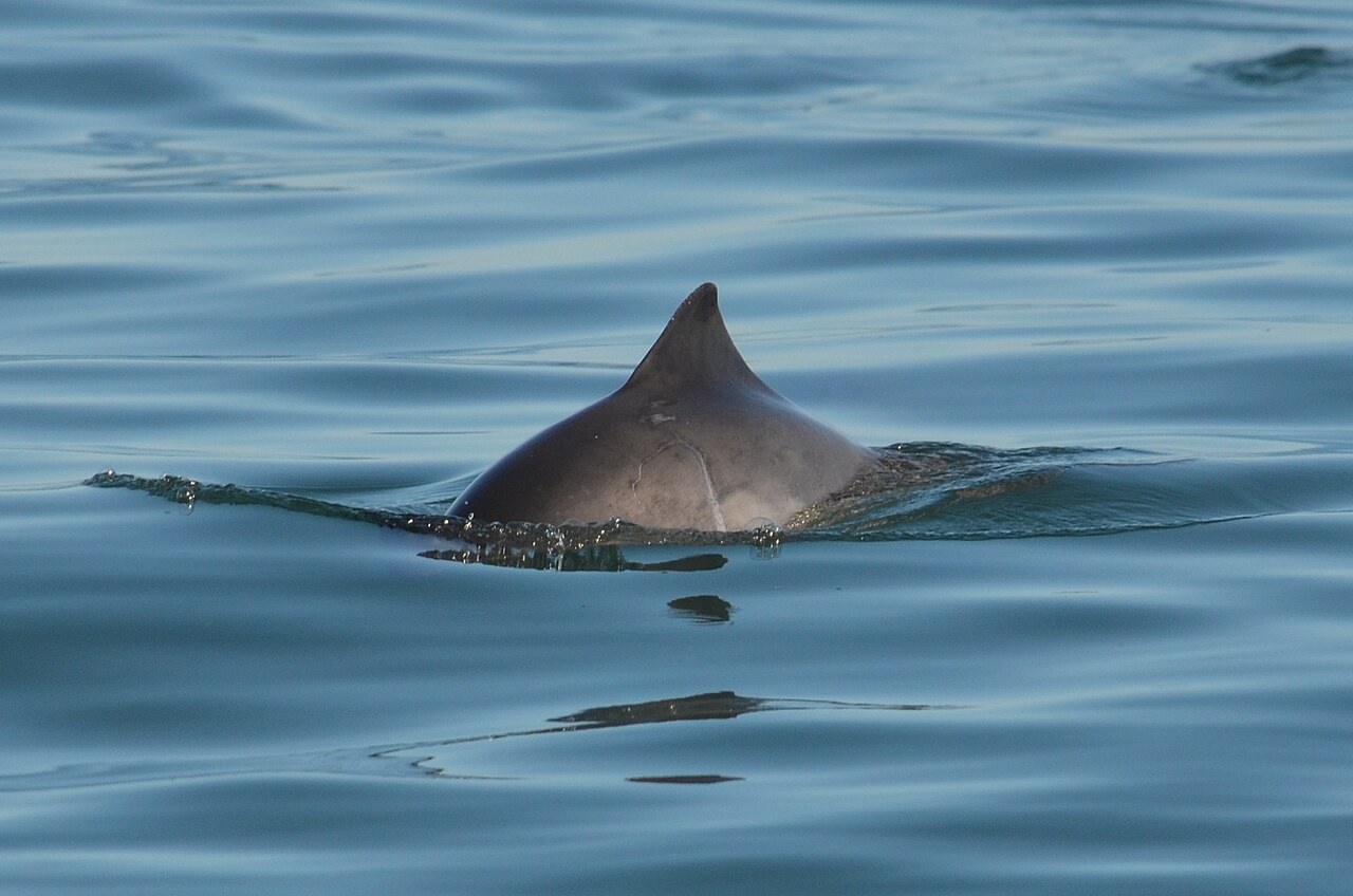 Phocoena phocoena